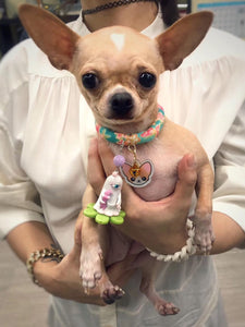 personalized dog collar with name