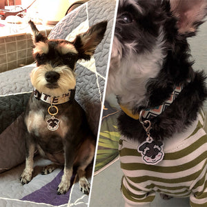 personalized dog collar with name