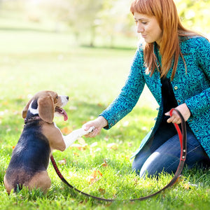 Pups! Arrow Leather Leash - 3 colours available