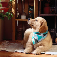 Load image into Gallery viewer, Pups! Bandana Collars (4 PACK)-Pups Closet