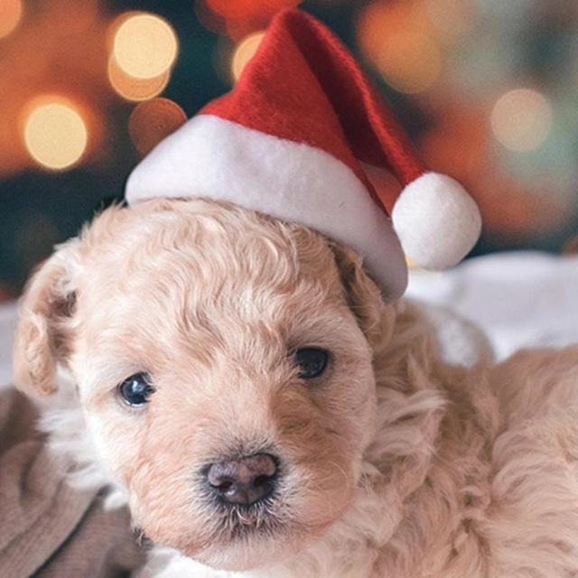 Pups! Xmas Santa Hat - Pups Closet
