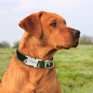 personalized dog collar with name