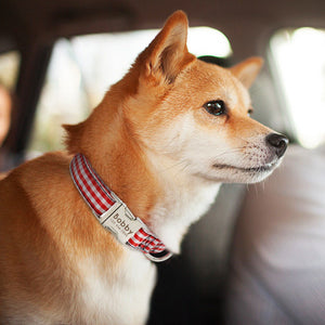 personalized dog collar with name