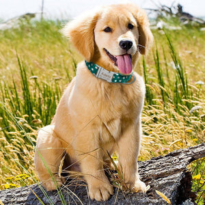 personalized dog collar with name